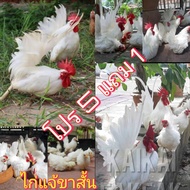 ไข่เชื้อไก่แจ้​ไข่ลุ้น​เชื้อ​ไก่แจ้ขาสั้น    ไข่ไก่เชื้อ​ ไก่แจ้สีขาวล้วน เชื้อแรงไข่ไก่แจ้ ไก่แจ้สว