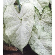 Benih Biji Keladi June Bride Caladium Seed - 5 Seed