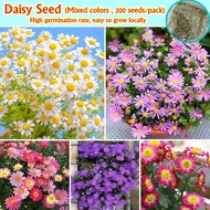 (200 Pcs/bag) Color Mixing Bonsai Daisy Seeds for Planting Flowering Plants Seeds Potted Gerbera Dai