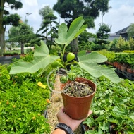 TKL - Outdoor Fig Tree Ficus Carica Pokok Buah Tin 无花果室外植物