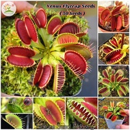 [Fast Delivery] 50pcs Venus Flytrap Seeds for Planting Potted Rare Carnivorous Plants Seeds Indoor A