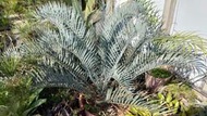 霸王蘇鐵Encephalartos eugene-maraisii(受華盛頓公約保護的稀有品種，僅此一株!!)