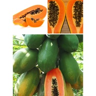 Biji Benih Rare Dwarf Waimanalo Papaya tropical fruit tree seeds plant Yellow and Red / Benih Betik 