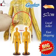 【READY STOCK】Acupuncture Meridian Human Model/Human Points/Diagram Needle Insertion Practice/Figure 