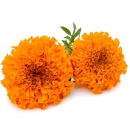 edible*Tall Orange Mexican marigold Flower Seed