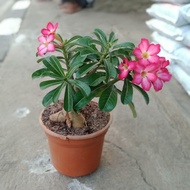 Tanaman Adenium Original / Bonsai Kamboja