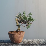 系魚川真柏造型盆栽 手工盆 真柏盆栽 迷你松柏盆栽