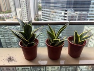  短葉金邊虎尾蘭 虎尾蘭 植物 每棵$15  