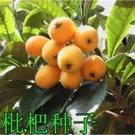 Fast Shipping Newly Picked Loquat Seeds Occupation Fruit Tree Seeds Loquat Loquat Pipa Fruit Seeds