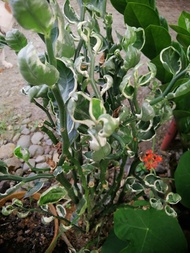 EUPHORBIA TITHYMALOIDES OR DEVIL'S BACKBONE PLANT-  DIFFERENT VARIETIES - OUTDOOR INDOOR PLANT  UPRO