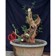 Best Bahan Bonsai Lamtoro