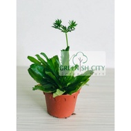 <GardenMart4U> Thorny Coriander Herbs Plant Herb Pokok Herba Cilantro Japan Coriander 刺芫荽