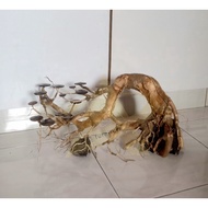 bonsai aquascape/aquarium driftwood pokok hiasan aquarium aquascape