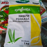 benih bibit jagung hibrida syngenta