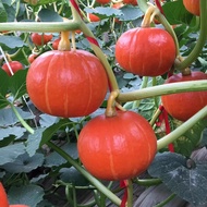 Pumpkin seeds / squash seeds（10seeds）Pumpkin seeds / squash seeds Vegetable Seeds