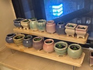 小盆栽 🪴蕾絲公主連盆 （學名：Kalanchoe laetivirens）是景天科落地生根屬的多年生肉質草本多肉植物 2026 年植物風水改善健康、財運、事業、愛情 適合家居辦公室