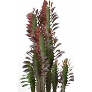 kaktus euphorbia trigona