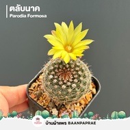 รวมกระบองเพชรและไม้อวบน้ำ #2 หลากหลายสายพันธุ์ ส่งทั้งกระถาง cactus&amp;succulent