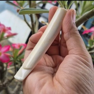 Once pipa Iga duyung original 10-11 bulat pipih