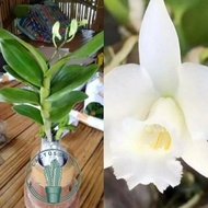 Tanaman Anggrek dendrobium bunga putih - Anggrek putih - Bunga Hidup Anggrek dendrobium