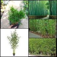 Bibit Tanaman Hias Bambu Jepang / Bambu Jepang Mikro Unik bibit bambu jepang bibt bambu mini bibit b