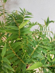 寧可食無肉，不可居無竹 :「新芽葉茂盛的」觀音竹 - 60cm 高