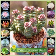 เมล็ดพันธุ์ พืชอวบน้ำ บรรจุ 100 เมล็ด Mixed Succulent Plant Seeds Flower Seed บอนสี เมล็ดดอกไม้ เมล็