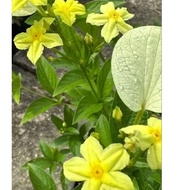 Dwarf Mussaenda yellow玉叶金花