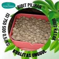 Bibit Katsak Porang Mini berat 500 gram isi 720 biji harga termurah