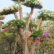 pohon bonsai Bougenville ukuran 2,5 meter