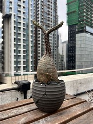 巴氏棒槌 塊根植物 ST Kikko 日本鉢