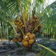 Benih Kelapa SGG Pokok Renek Rendah Puas Hati