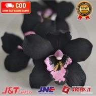 ( KNOP / SPIKE ) ANGGREK DENDROBIUM BLACK PAPUA-sudah Knop/Spike-DENDROBIUM