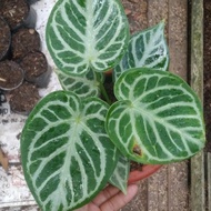 ready tanaman hias anthurium / kuping gajah dorayaki silver blush