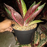 tanaman hias pot aglaonema red sumatra (POS)