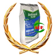 [OFFICIAL SELLER] BAYER FUNGICIDE POWDER 1KG ANTRACOL 70WP (FUNGICIDE SPRAY) RACUN CEGAH KULAT HAWAR