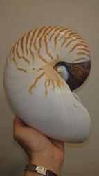 Nautilus pompilius 帝珍珠鸚鵡螺 21.5+公分XL 海洋海螺貝殼標本活化石四大名螺唐冠螺大法螺萬寶螺