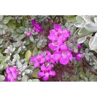 pokok texas sage purple