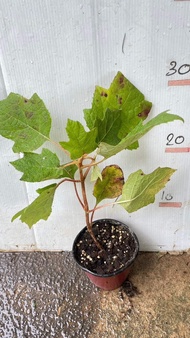 (1ต้น) ต้น โอ๊คลีฟ ไฮเดรนเยีย ไฮเดรนเจีย โอ๊กลีฟ ไฮเดรนเยียโอ๊กลีฟ  Oak Leaf Hydrangea Harmony