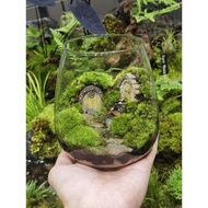 🔥Live Moss Terrarium🔥- Terrarium, Live Moss, Garden / Home Decoration / Terrarium Untuk Rumah, Gift,