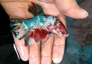 Giant betta | big size | Male | Female | Jantan | Bettina| can choose