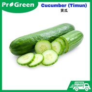 【Ready Stock】Biji Benih Timun/ Cucumber Seeds