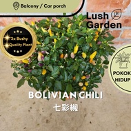 Bolivian Rainbow Chili Peppers / Pokok Cili / 七彩椒 Anak Pokok Hidup Buah Fruit Tree 150mm Pot Live Pl