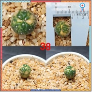 แอสโตรด่าง(astrophytum asterias variegated) #แอสโตรด่าง ยอดขายดีอันดับหนึ่ง