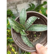 Cleopatra snake plant