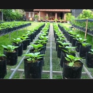 Polybag - plant polybag size 40x40cm contains 20 pcs polybag planting media/