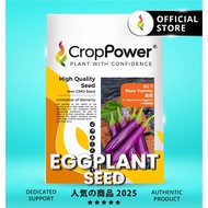 (5 GRAM/10 GRAM) Biji Benih Terung Mini Rasa Yummy 食圣 EG7 CROP POWER F1 HYBRID Mini Eggplant seeds 朱