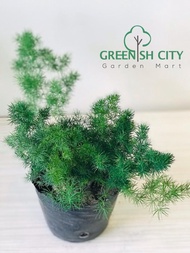 GNC - Asparagus Live Plant Pokok Fern Paku Pakis Hiasan Indoor 蓬莱松