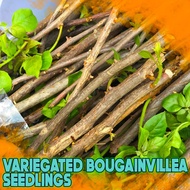Rare Bougainvillea CUTTINGS rooted plant flower stem water hormone garden farm lawn petals leaves colors varieties bonsai green house COD Nationwide bougies pots can be propagated container indoor outdoor