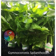 Aquatic Live Plants (Gymnocoronis Spilanthoides) 17